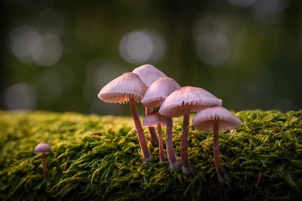 Närbild Svamp Trädstam Täckt Med Mossa — Stockfoto