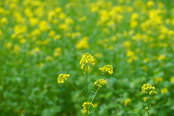 田園地帯を背景に 緑豊かな緑のフィールドに鮮やかな黄色の野の花の閉鎖 — ストック写真