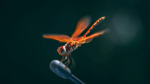 Selective Focus Shot Dragonfly Perched Wire — Stock Photo, Image