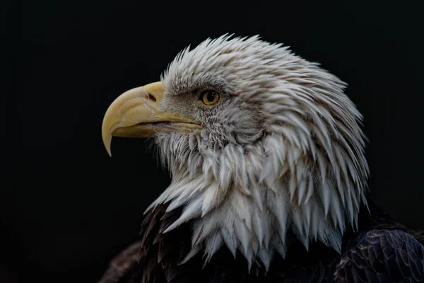 Close Shot White Head Black Body Wild Predator Eagle Its — Stock Photo, Image
