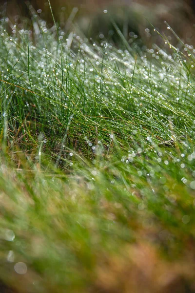 Vertical Macro Shot Blurry Grass Waterdrops — Stock Photo, Image