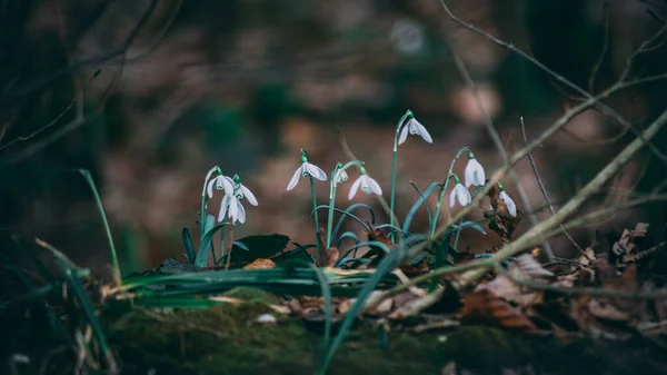 Piękne Zbliżenie Małych Białych Kwiatów Śniegu Rozmytym Tle — Zdjęcie stockowe