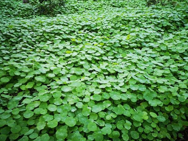 Uma Bela Vista Folhagem Verde Fresca — Fotografia de Stock