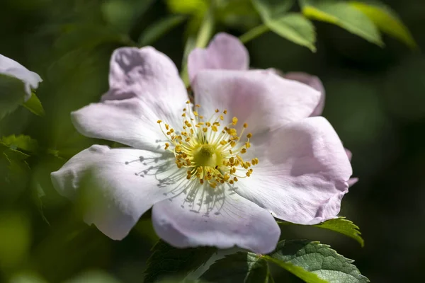 Primer Plano Una Flor Rosa Mosqueta — Foto de Stock