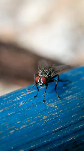 一只家蝇在蓝色长椅上的垂直镜头 — 图库照片