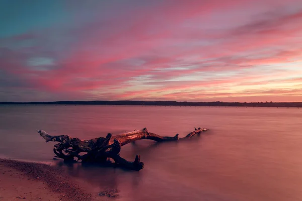 Litvanya Nın Curonian Lagünü Nde Günbatımında Tahtadan Hasarlı Bir Ağacın — Stok fotoğraf