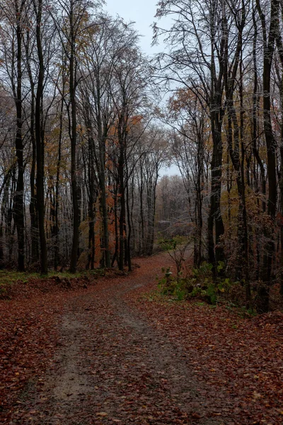 Une Belle Vue Sur Les Hauts Arbres Sans Feuilles Dans — Photo