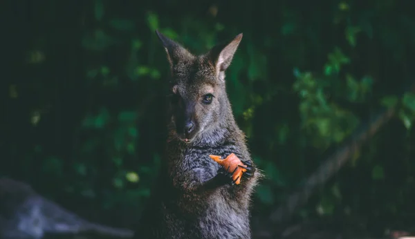 Uma Bela Vista Perto Canguru Bonito Comendo Uma Cenoura Floresta — Fotografia de Stock