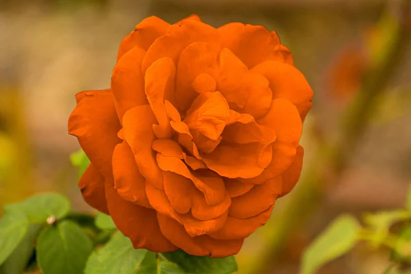 Primer Plano Una Hermosa Flor Naranja Brillando Brillantemente Jardín Cálido —  Fotos de Stock