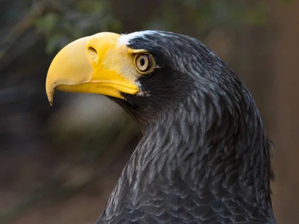 Closeup Shot Yellow Beaked Black Eagle — Stock Photo, Image
