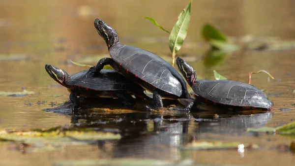 Een Groep Schildpadden Die Wat Zon Krijgen — Stockfoto