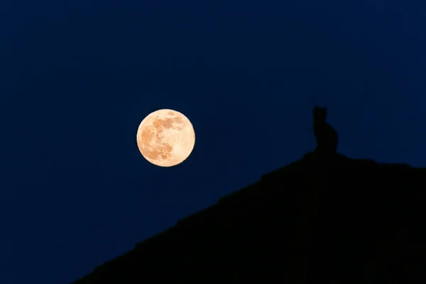 A silhouette of a cat on a full moon background during the night