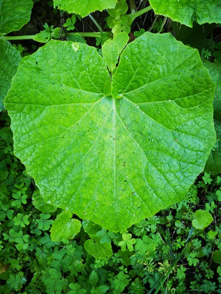 Closeup Shot Fresh Green Leaf — Stock Photo, Image