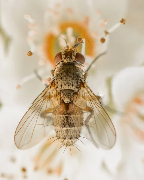 Eine Vertikale Selektive Fokusaufnahme Einer Schwebefliege — Stockfoto