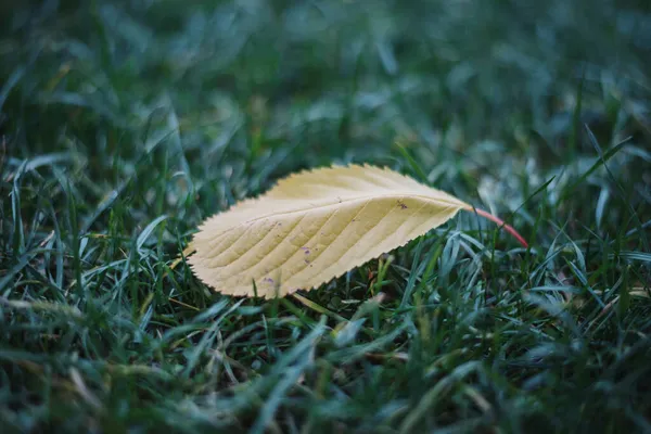 Närbild Liten Fallen Gul Torr Faller Löv Gräset Parken — Stockfoto