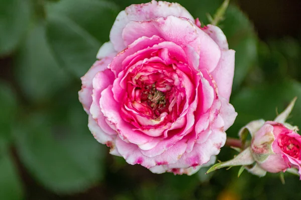 Closeup Shot Vibrant Eye Catching Pink Rose Blooming Lovely Garden — Stock Fotó