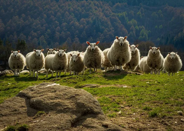 Eine Schafherde Mit Dem Wald Hintergrund — Stockfoto