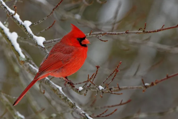 Bellissimo Scatto Simpatico Uccellino Rosso Con Faccia Nera Piedi Sul — Foto Stock