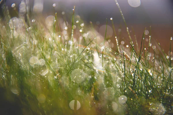 Une Macro Photo Herbe Floue Avec Des Gouttes Eau — Photo