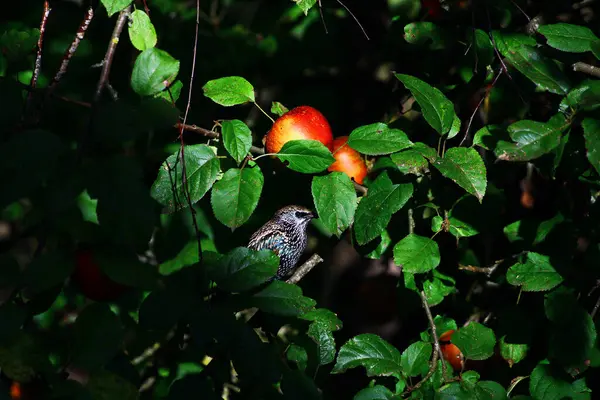 Gros Plan Oiseau Étourneau Perché Sur Arbre Fruitier — Photo