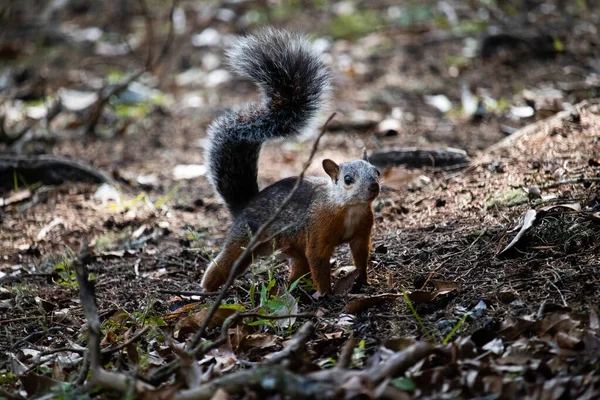 Nahaufnahme Eines Niedlichen Eichhörnchens Auf Dem Boden Einem Wald — Stockfoto