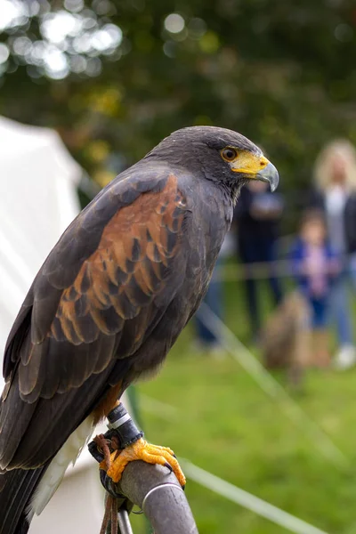 Ein Brauner Harris Falke Thront Auf Einem Zweig Par — Stockfoto