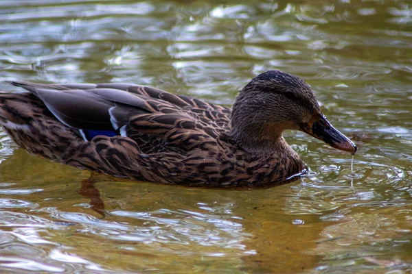 Closeup Shot Beautiful Mallard Hen Duck Swimming Gracefully Yellow Lake — Stock Photo, Image
