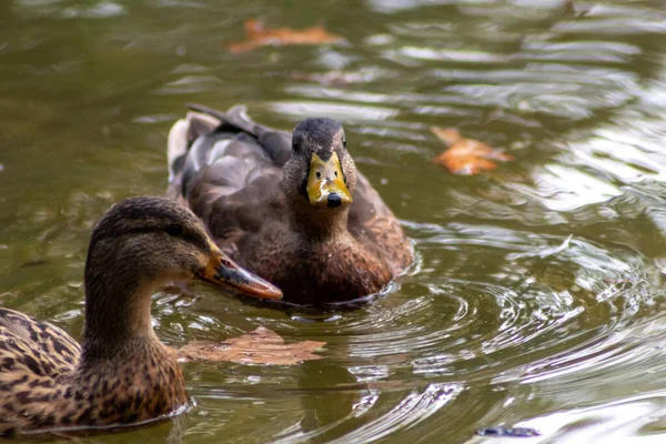 Pair Cute Curious Mallard Hen Ducks Swimming Peacefully Yellow Lake — Φωτογραφία Αρχείου