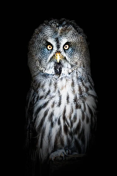 Vertical Shot Owl Isolated Black Background — Stock Photo, Image