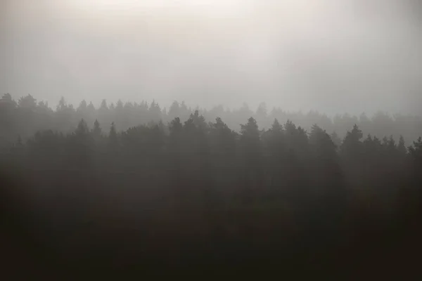 針葉樹の並木が続く霧深い森の風景 — ストック写真