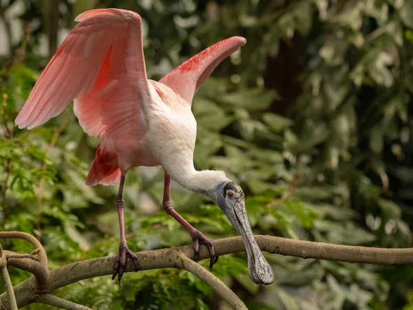 Closeup Shot Spoonbill Perched Branch — Stock Photo, Image