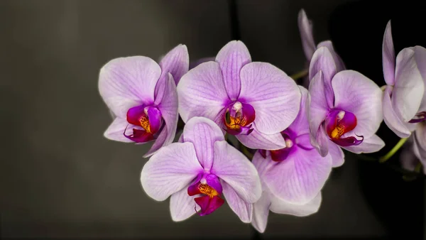 Eine Nahaufnahme Lila Orchideenblüten Vor Dunklem Hintergrund — Stockfoto
