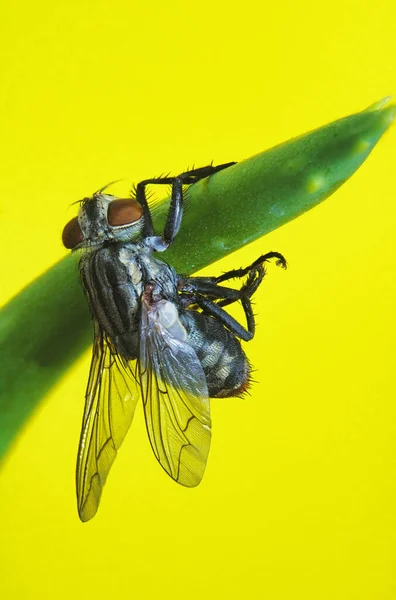 Vertical Shot Flesh Fly Sitting Green Plant Isolated Yellow Background — Stock Photo, Image