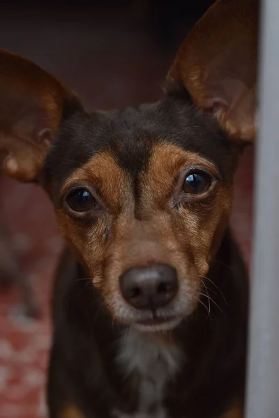 Pionowe Ujęcie Portretu Ślicznego Pięknego Brązowego Psa Patrzącego Smutnego Czujnego — Zdjęcie stockowe