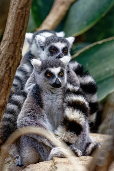 Närbild Grupp Söta Lemur Djur Sitter Tillsammans Skogen — Stockfoto