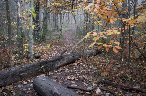 Jesienny Krajobraz Martwą Kłodą Spadł Nad Szlakiem Turystycznym Kampinoskim Parku — Zdjęcie stockowe