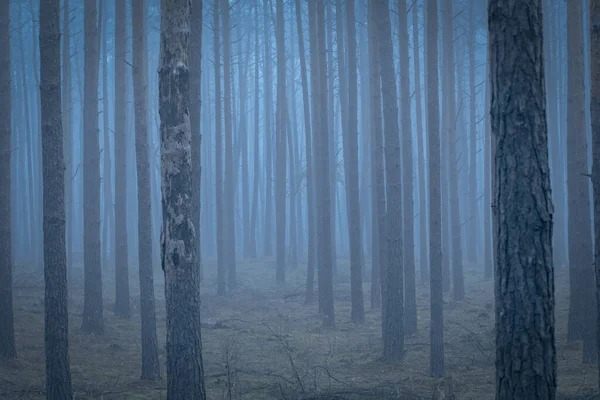 Uma Bela Vista Uma Floresta Com Muitas Árvores Névoa — Fotografia de Stock