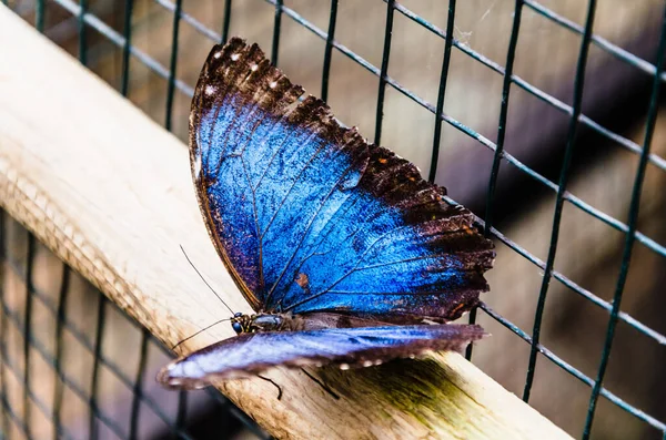 Foco Raso Uma Bela Peleides Morpho Morpho Azul Borboleta Folhas — Fotografia de Stock