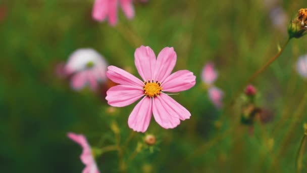 Hermosa Flor Rosa Cosmos — Vídeos de Stock