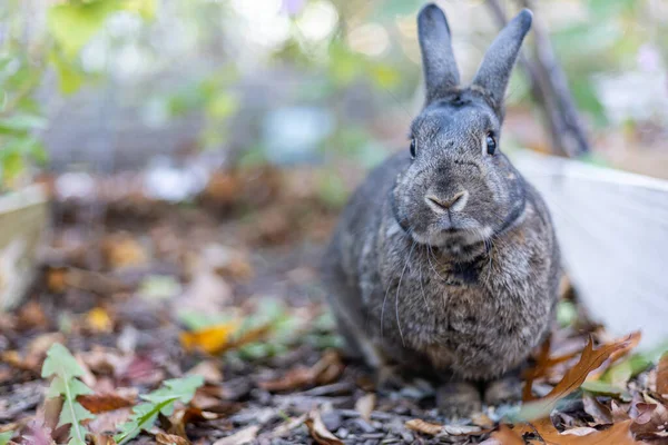 Kurumuş Yaprakların Üzerinde Arka Planı Bulanık Sevimli Bir Tavşanın Yakın — Stok fotoğraf