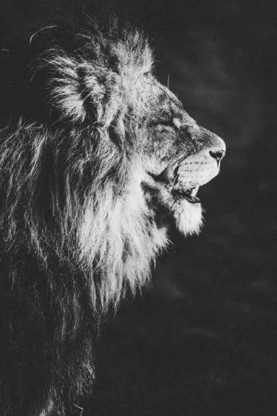 Вертикальный Снимок Льва Серой Шкале — стоковое фото