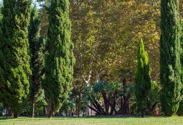 Krásný Výhled Živé Zelené Stromy Jasném Slunečním Světle Krásném Parku — Stock fotografie