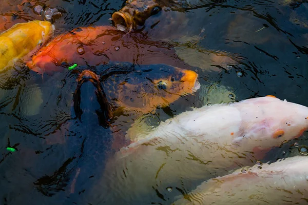 Eine Nahaufnahme Von Goldfischen Wasser — Stockfoto