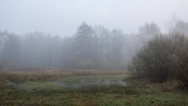 Vacker Utsikt Över Skog Med Många Träd Dimman — Stockfoto
