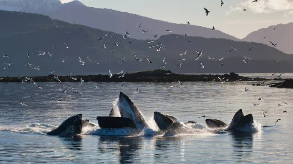 Grupo Orcas Que Salen Del Agua Del Océano Para Atrapar — Foto de Stock