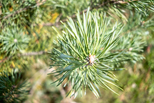 Primer Plano Una Rama Pino Creciendo Bosque Día Soleado — Foto de Stock