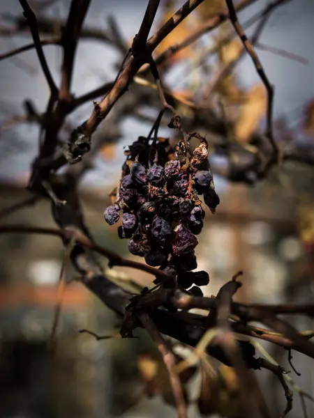 Вертикальный Крупный План Сушеных Ягод Винограда Дереве Осенью — стоковое фото