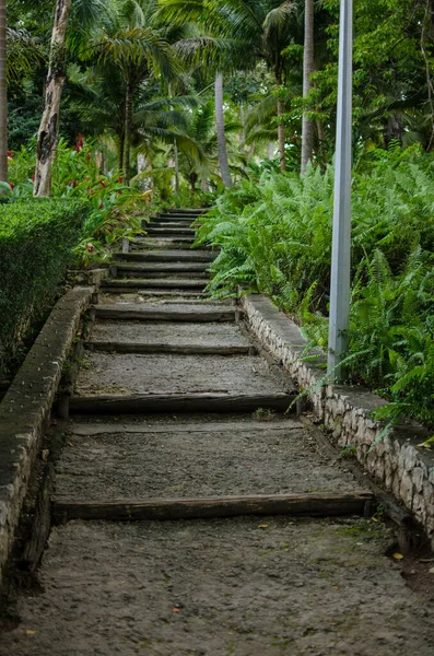 Yeşillik Boyunca Uzanan Merdivenlerin Dikey Görüntüsü — Stok fotoğraf