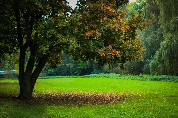 公园里秋天的美景 — 图库照片
