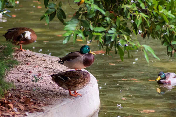 Group Mallard Hen Drake Ducks Swimming Calm Lake Relaxing Ground — Stock Photo, Image